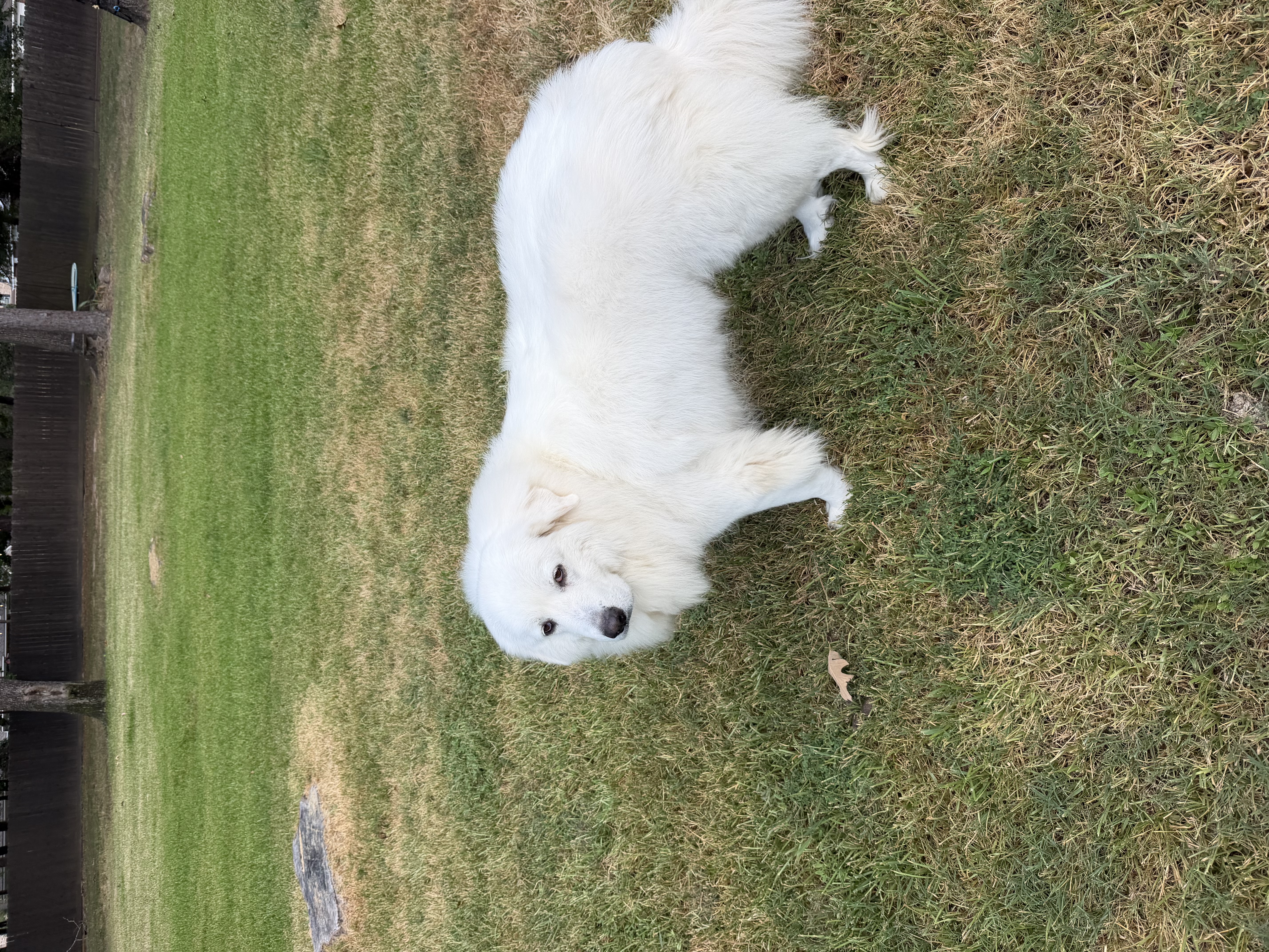 Lumi